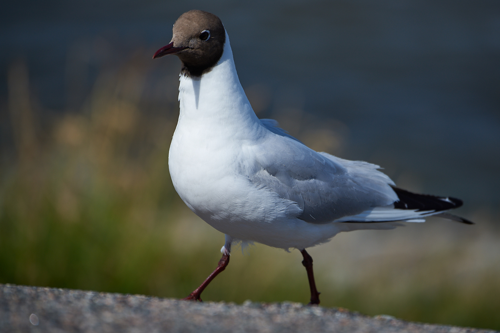 Lachmöwe