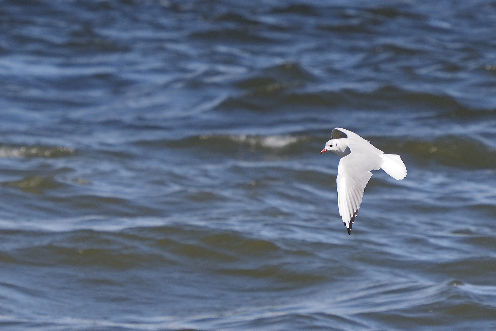 Lachmöwe als Tiefflieger über der Elbe vor Cuxhaven