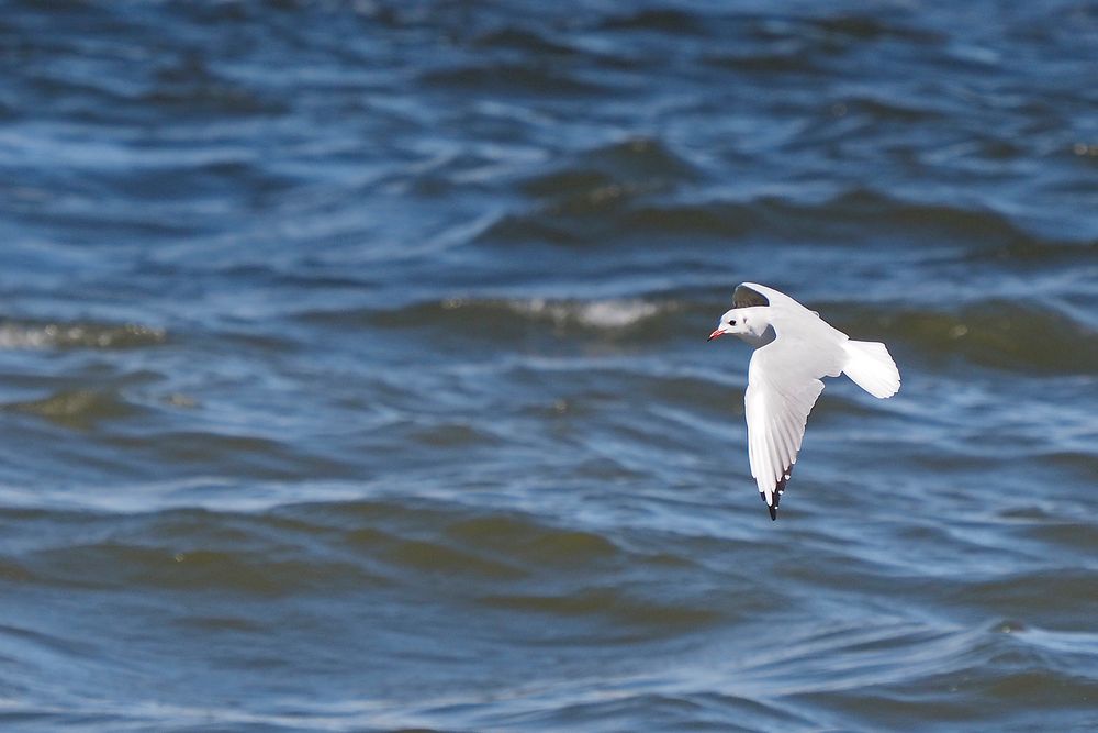 Lachmöwe als Tiefflieger über der Elbe vor Cuxhaven