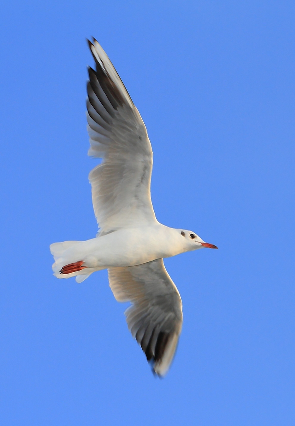 Lachmöwe am blauen Himmel