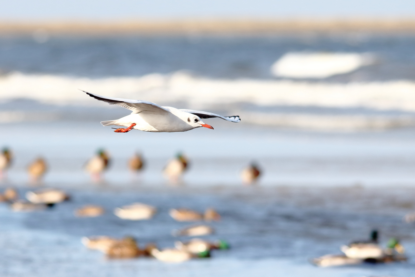 Lachmöwe am Darßer Strand