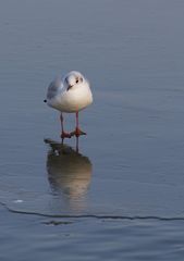 Lachmöwe am gefrorenem Wöhrdersee/Nürnberg