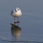 Lachmöwe am gefrorenem Wöhrdersee/Nürnberg