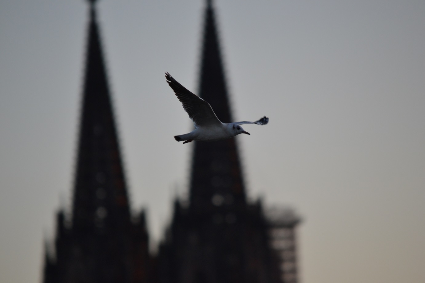 Lachmöwe am Kölner Dom