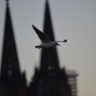 Lachmöwe am Kölner Dom