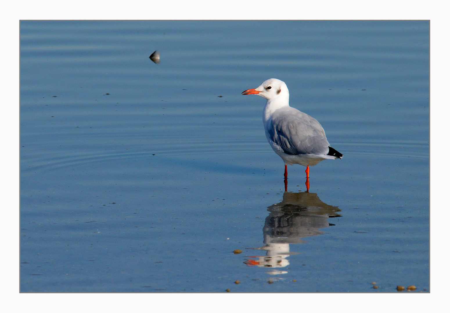 Lachmöwe am Neusiedlersee