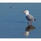 Lachmöwe am Neusiedlersee