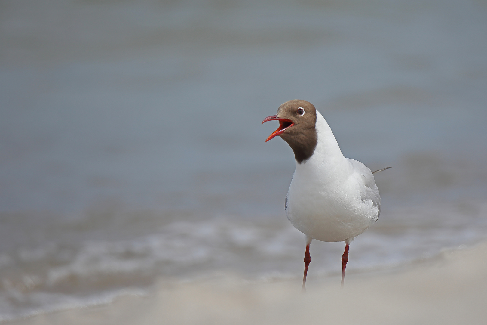 Lachmöwe am Ostseestrand