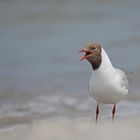 Lachmöwe am Ostseestrand