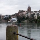 Lachmöwe am Rhein
