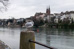 Lachmöwe am Rhein