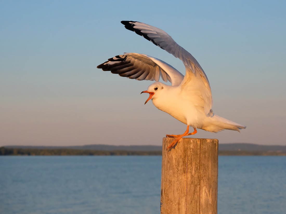 Lachmöwe am Steinhuder Meer