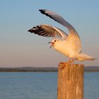 Lachmöwe am Steinhuder Meer