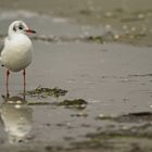 Lachmöwe am Strand