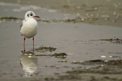 Lachmöwe am Strand