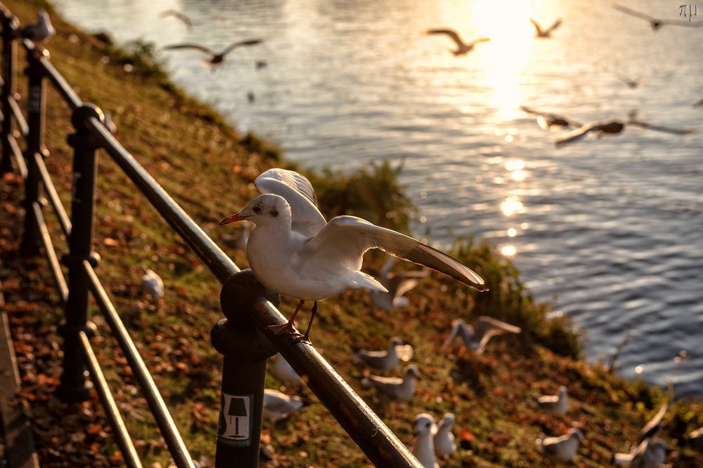 Lachmöwe an der Binnenalster