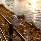 Lachmöwe an der Binnenalster