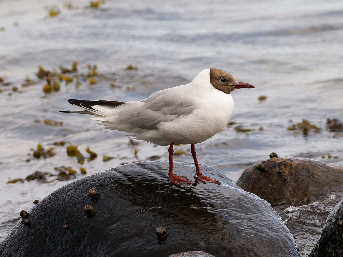 Lachmöwe an der Ostsee 