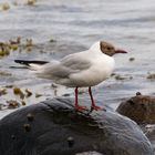 Lachmöwe an der Ostsee 