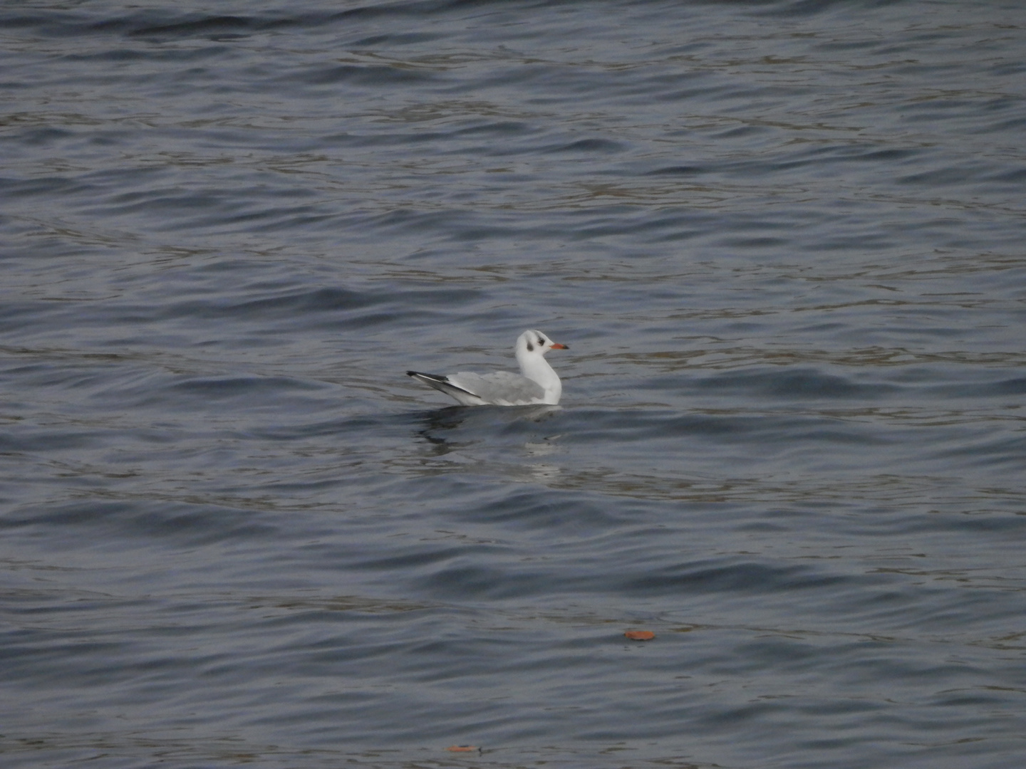 Lachmöwe auf dem Aasee in Münster