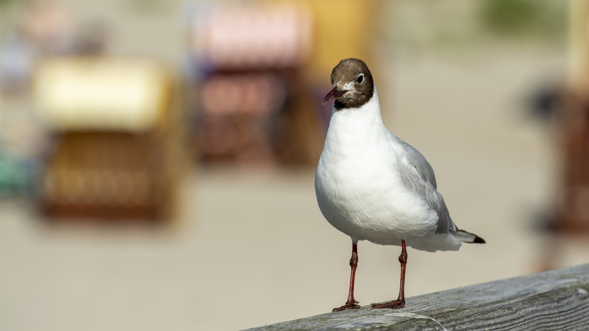 Lachmöwe auf der Seebrücke