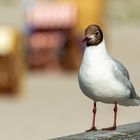 Lachmöwe auf der Seebrücke