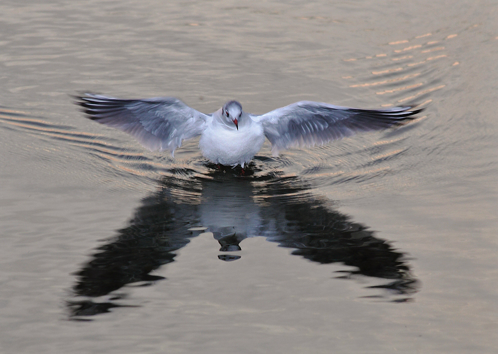 Lachmöwe auf Fischfang