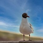 Lachmöwe auf Norderney