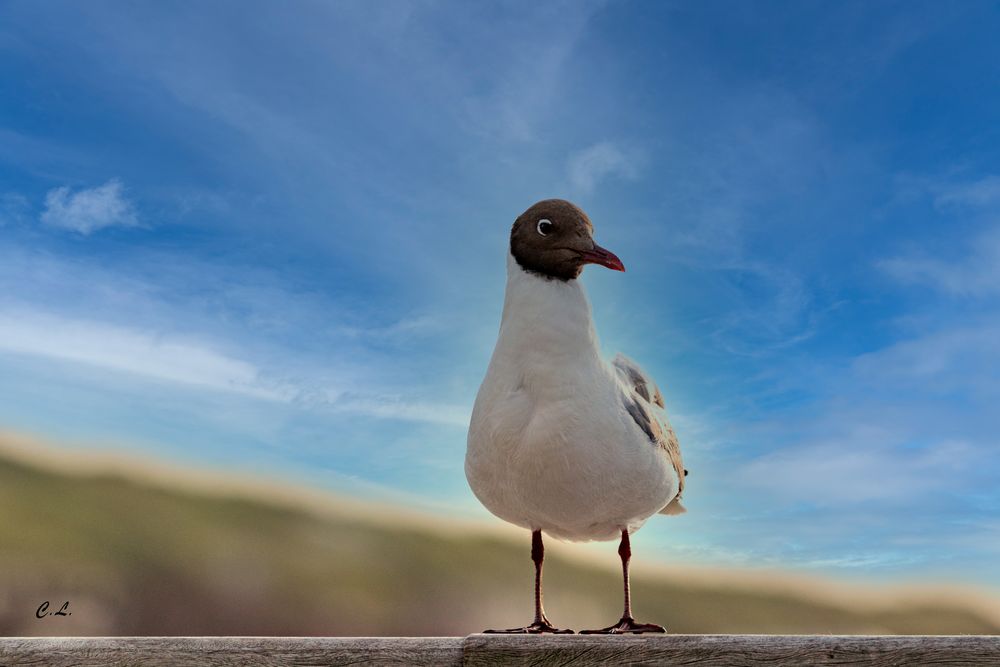 Lachmöwe auf Norderney