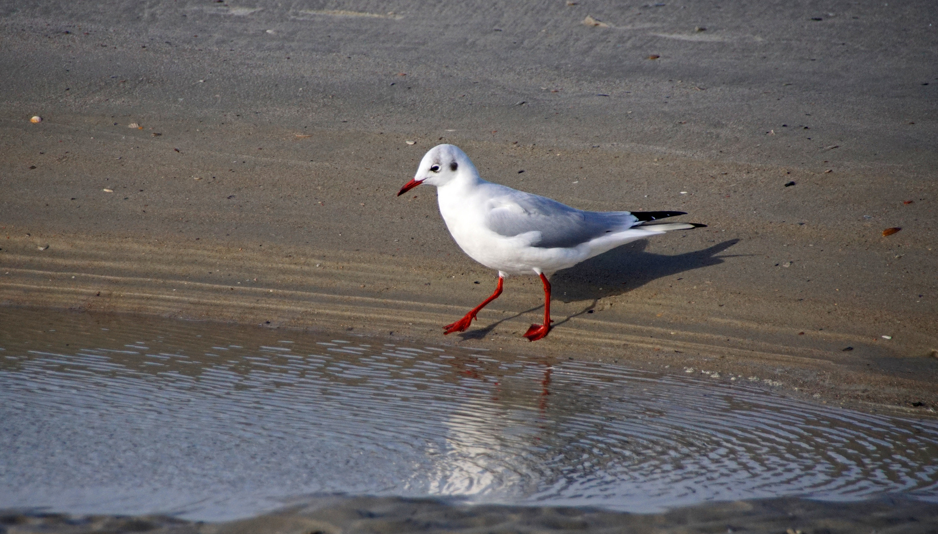 Lachmöwe auf Norderney