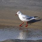 Lachmöwe auf Norderney