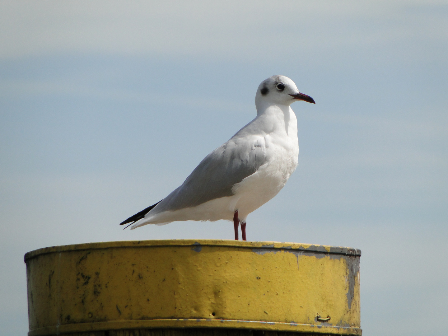 Lachmöwe auf Poller im Konstanzer Hafen...