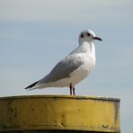 Lachmöwe auf Poller im Konstanzer Hafen...