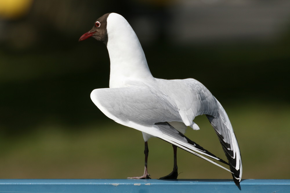 Lachmöwe balzend