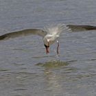 Lachmöwe bei der Nahrungssuche