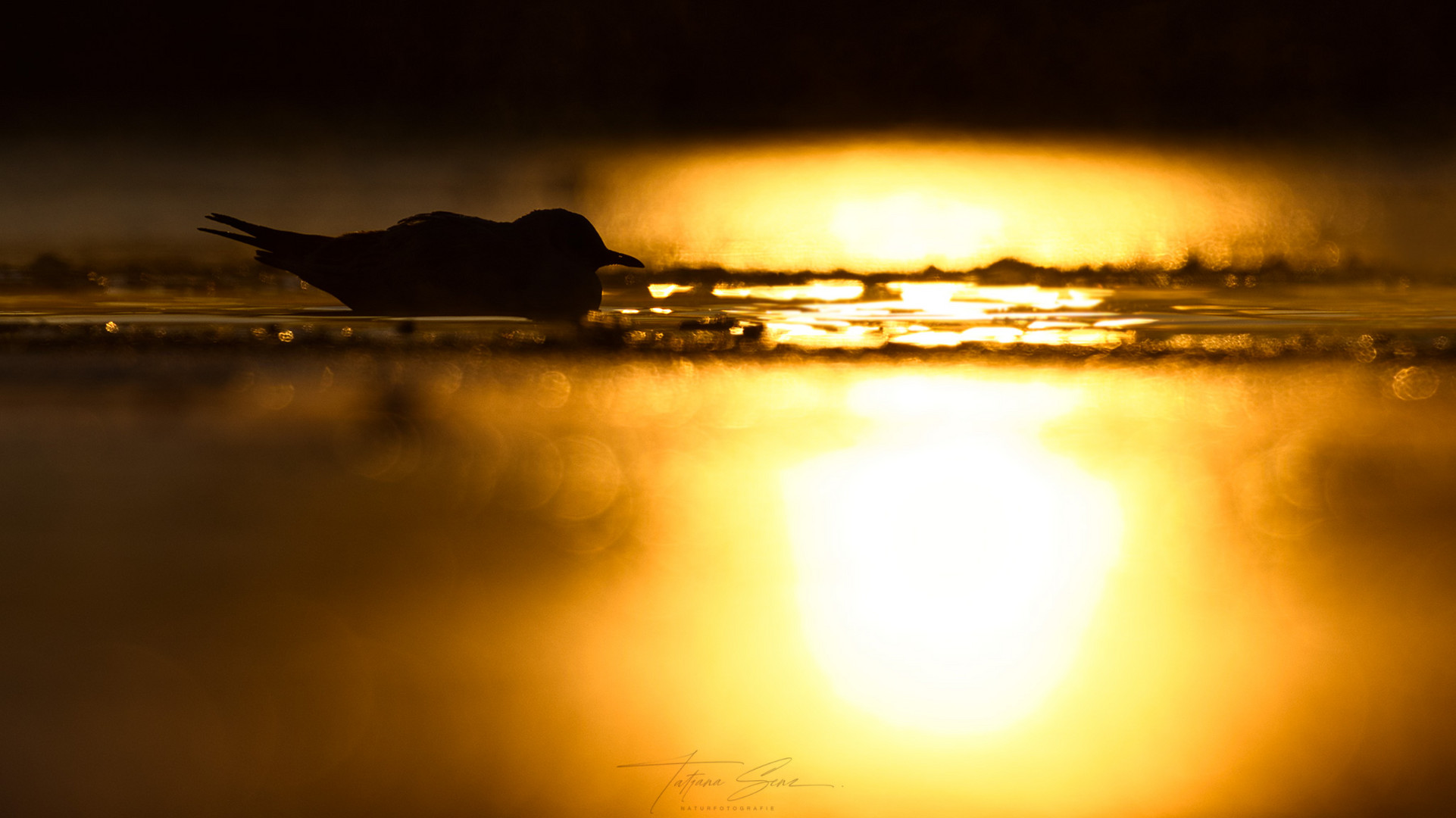 LACHMÖWE-BEI-SONNENAUFGANG