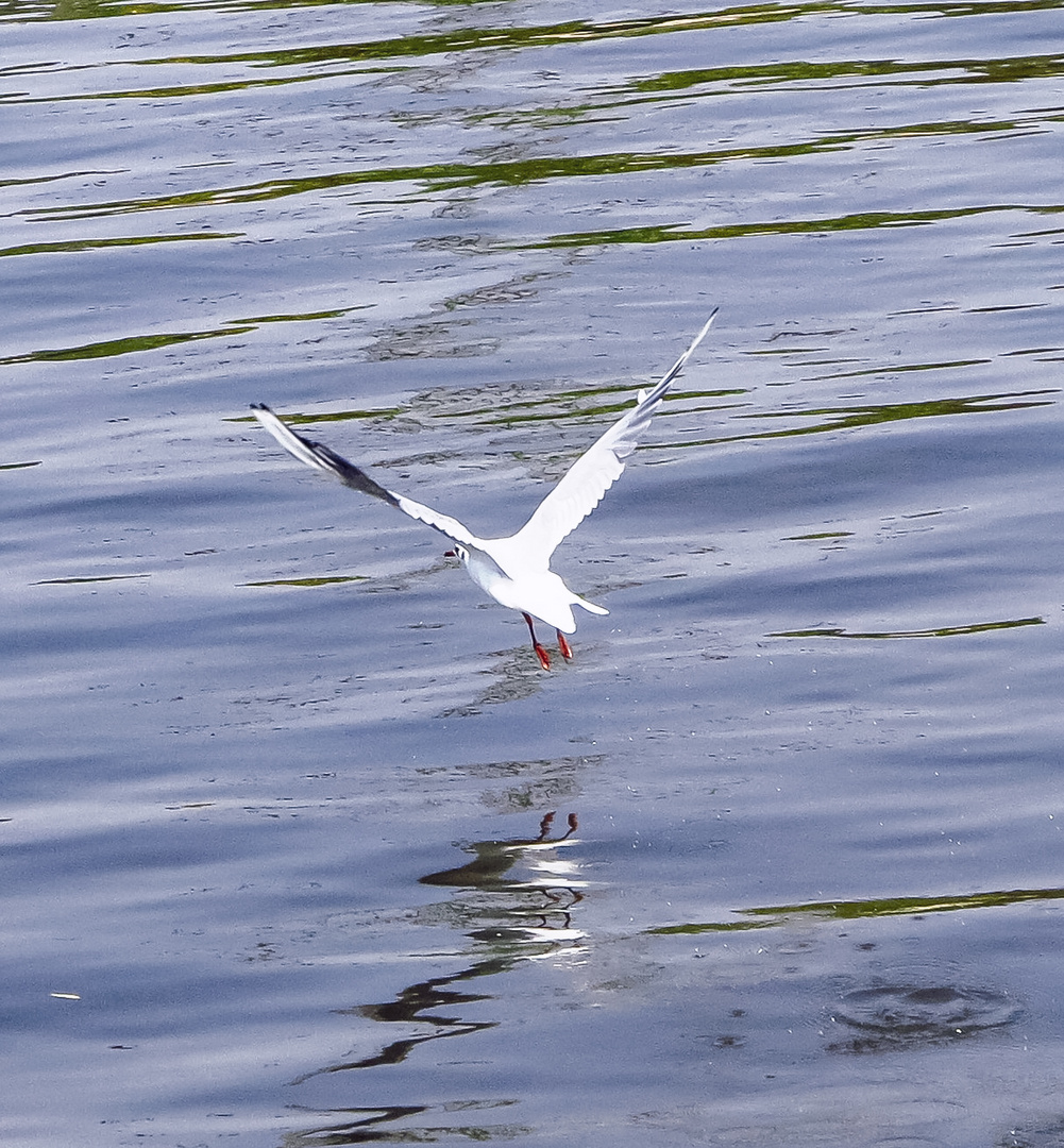 Lachmöwe bei Wellengang