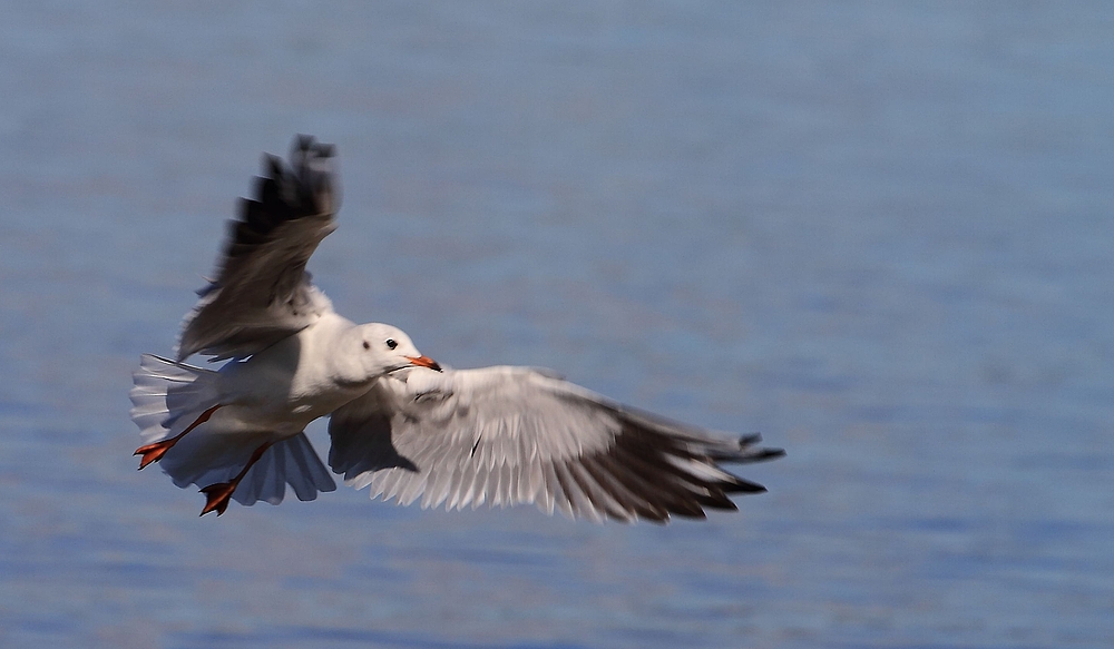 Lachmöwe beim Abflug