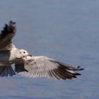 Lachmöwe beim Abflug