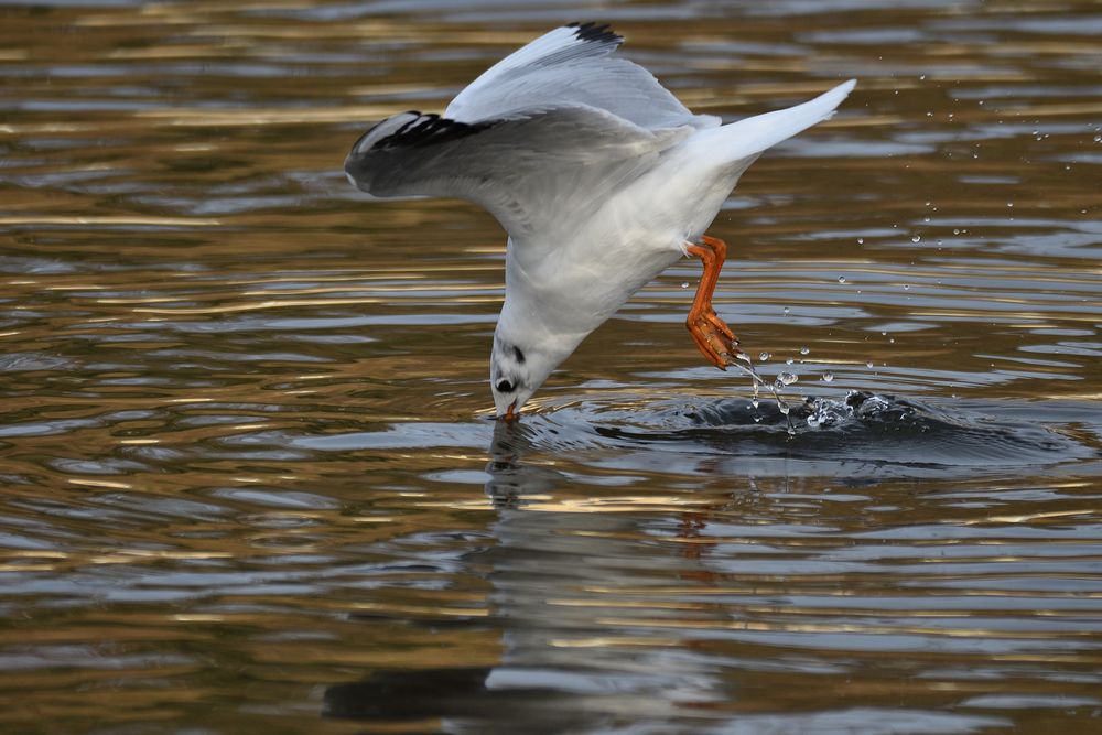 Lachmöwe beim Fischen.