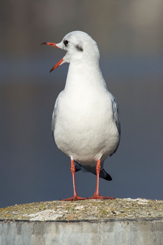 Lachmöwe beim Gähnen :-)