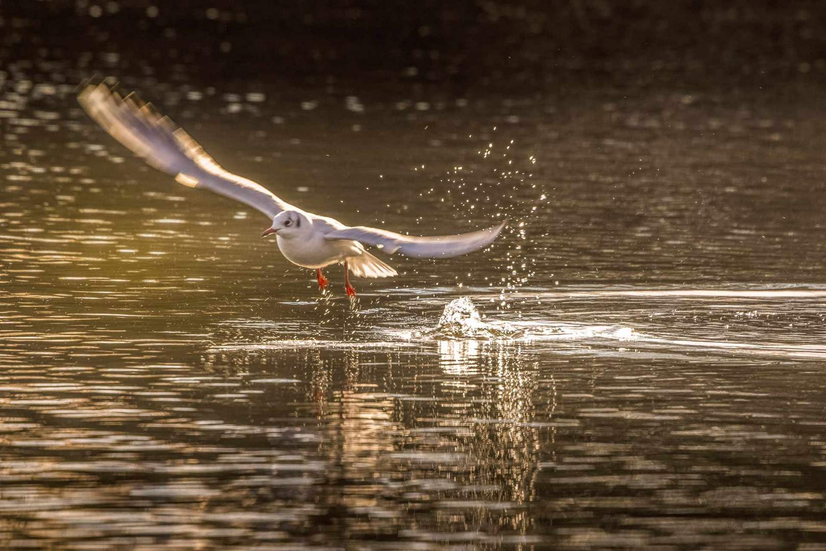 Lachmöwe beim Start