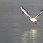 Lachmöwe beim Take-Off