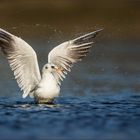 Lachmöwe (Black-headed gull)