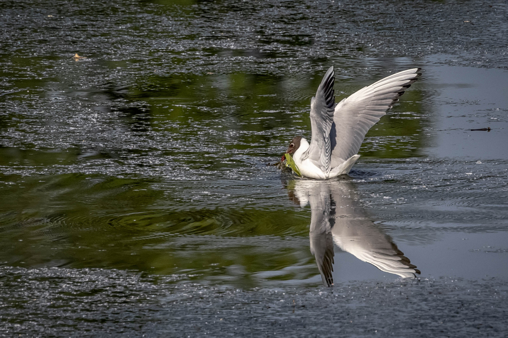 Lachmöwe (Chroicocephalus ridibundus) 