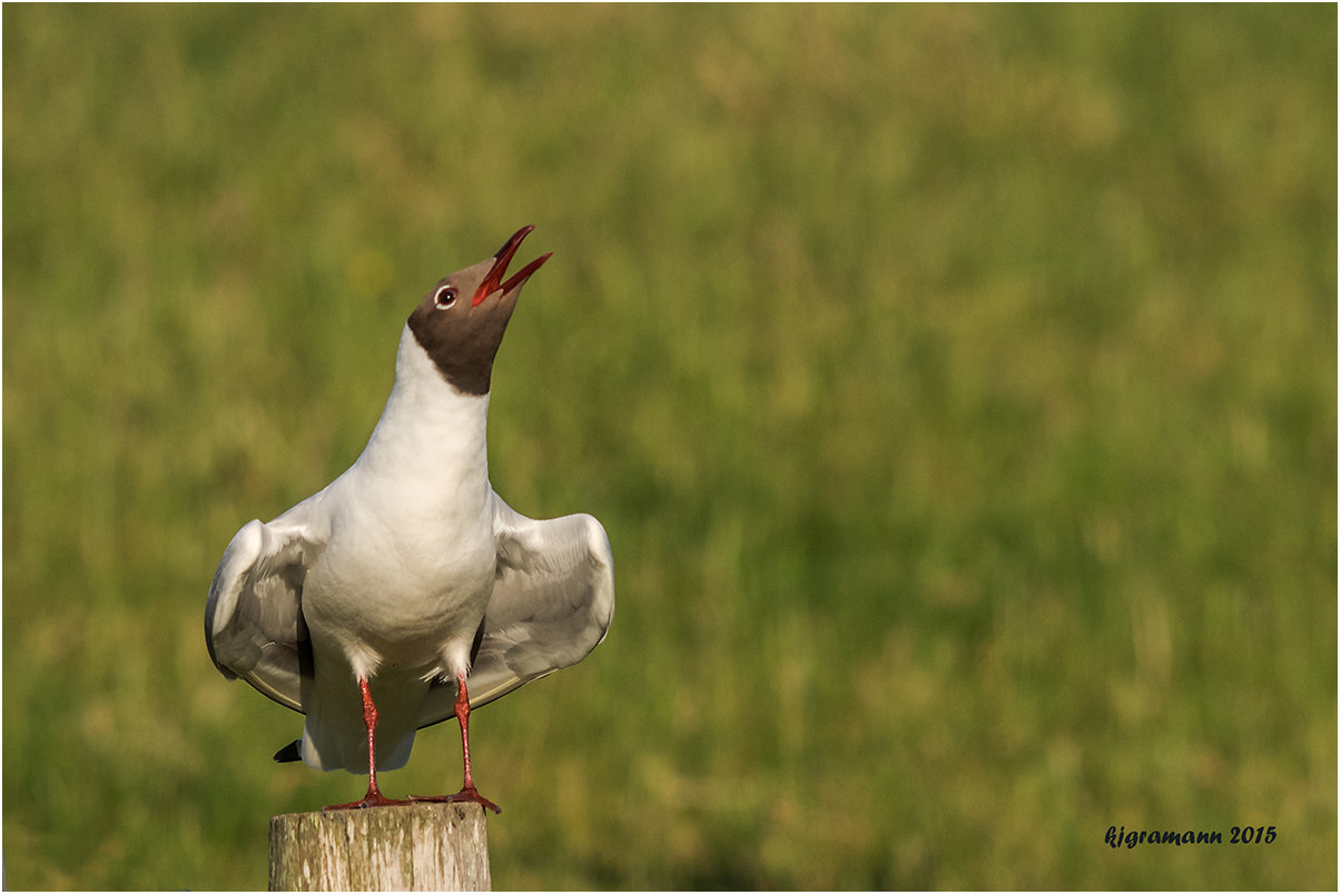 lachmöwe (chroicocephalus ridibundus)......