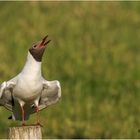 lachmöwe (chroicocephalus ridibundus)......