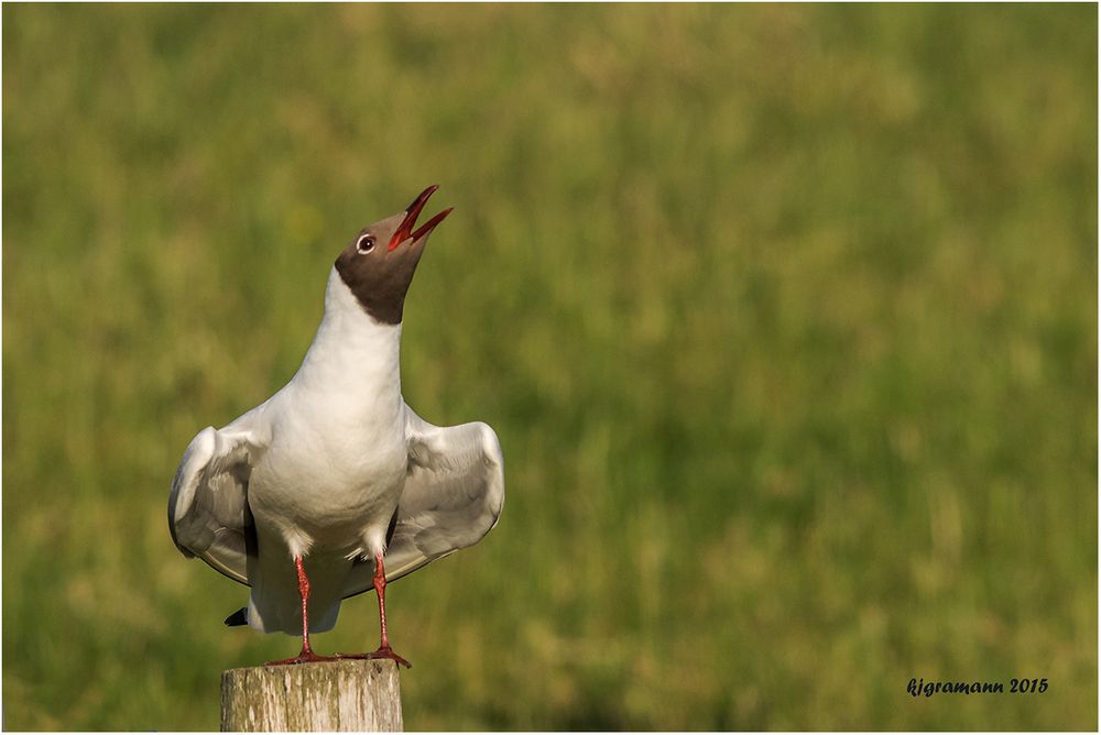 lachmöwe (chroicocephalus ridibundus)......