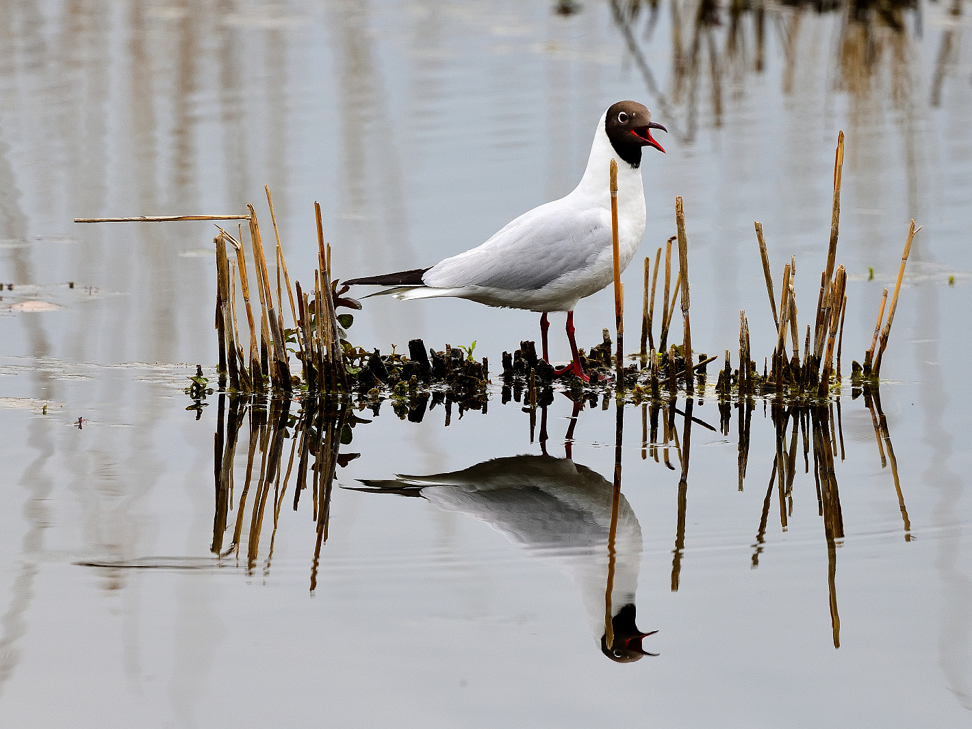 Lachmöwe, (Chroicocephalus ridibundus), Black-headed gull, Gaviota reidora