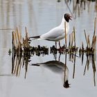 Lachmöwe, (Chroicocephalus ridibundus), Black-headed gull, Gaviota reidora